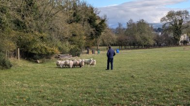 Sheep Herding Experience in Ireland for Educational Groups Sheep Herding Traditional Farm with Wicklow Mountains in the Background