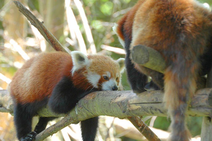 Red Panda at Dublin Zoo