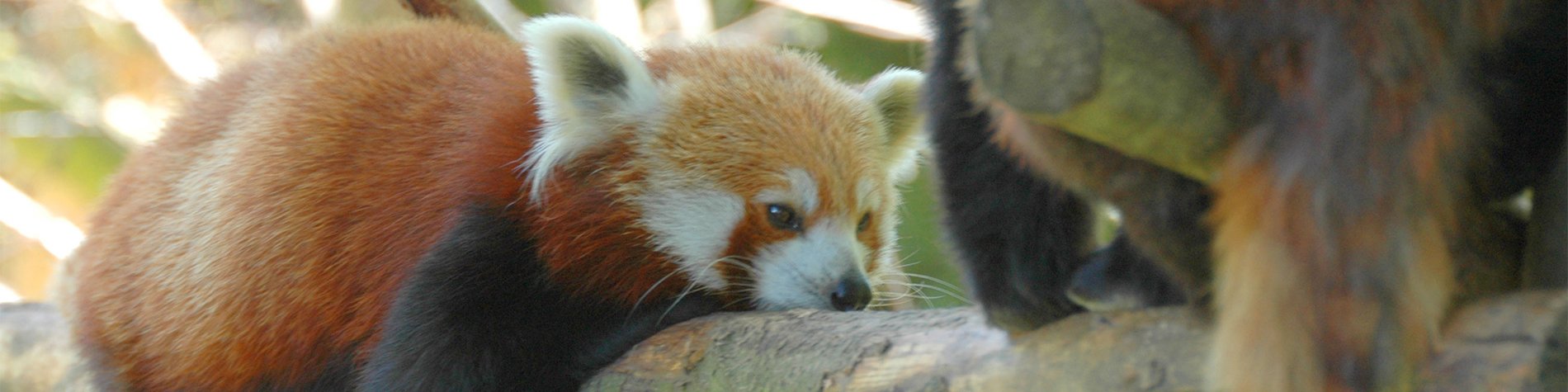 Animals Dublin Zoo Close up animals at Dublin Zoo