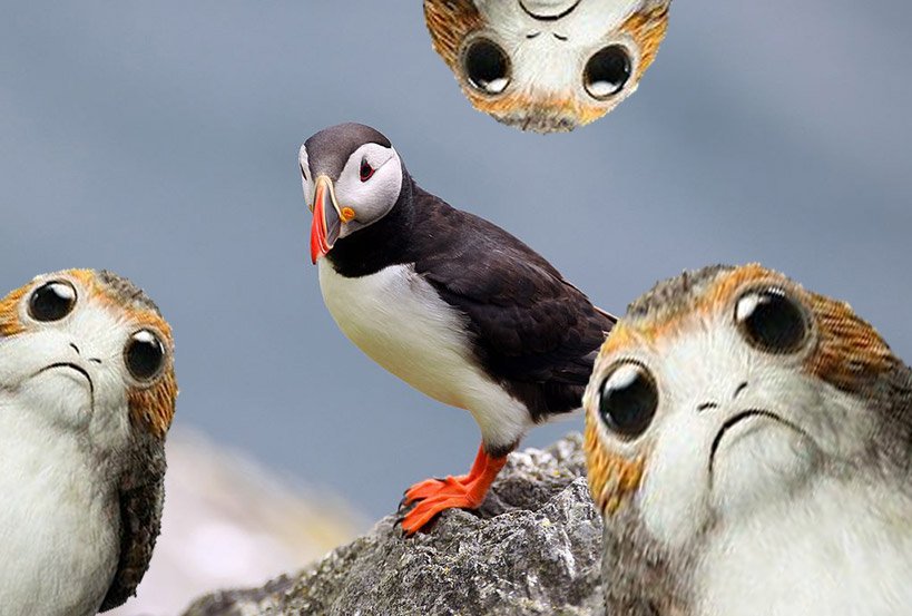 Porgs Were Partially Invented to Cover Up the Numerous Puffins on the Island